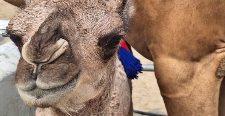 Bahrain in a Day from City Lights to Desert Landscapes photo 8