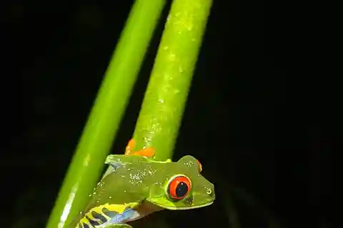 La Fortuna: Nattlig promenad i Arenals regnskog