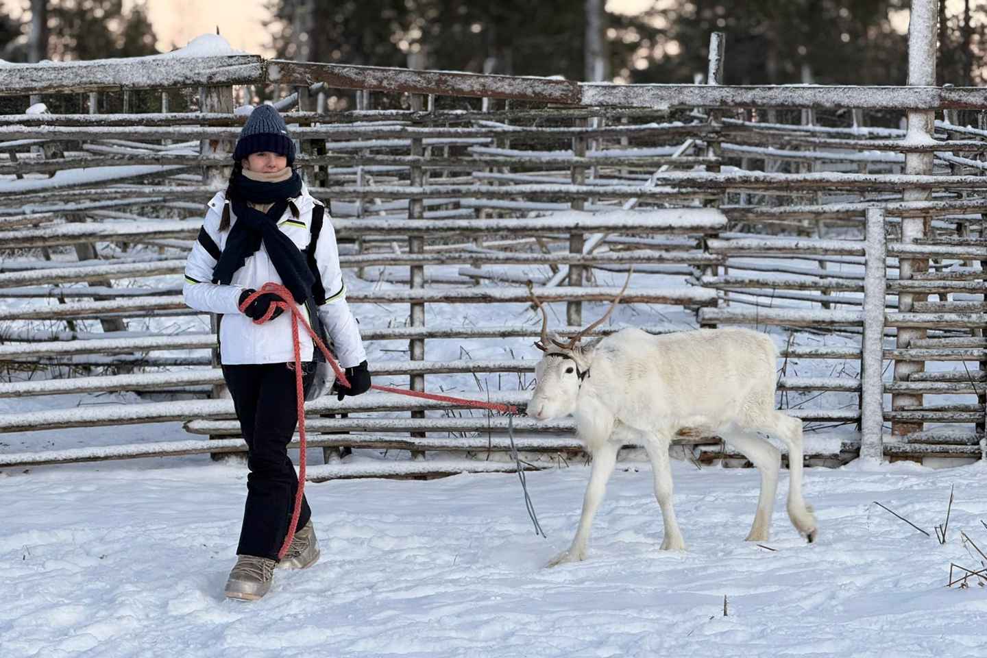 莱维：雪地漫步与驯鹿农场之旅