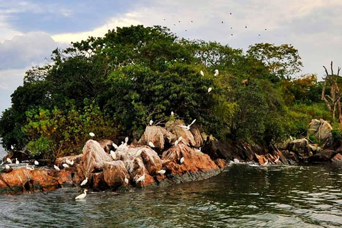 Mwanza: 3-Day Rubondo Island Safari with Chimp Trekking