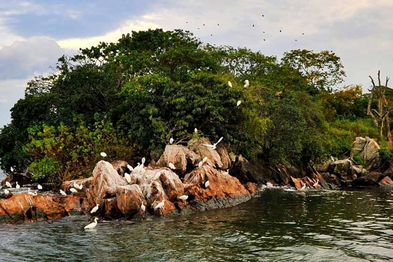 Mwanza: 3-Day Rubondo Island Safari with Chimp Trekking