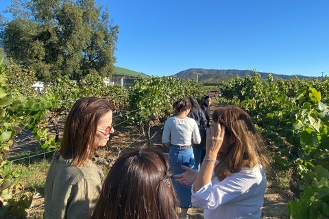 Farellones and Casablanca Valley: Private Mountain Tour and Premium Wines