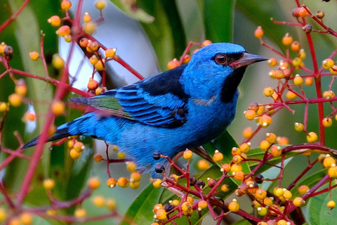 Au départ de Puerto Maldonado : excursion dans la canopée de la forêt tropicale InkaterraDepuis Puerto Maldonado : circuit dans la canopée de la forêt tropicale Inkaterra