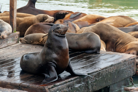 SF: Guided Walking Tour, Cable Car Ticket & Pier 39 Meal