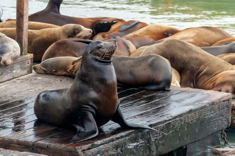 SF: Guided Walking Tour, Cable Car Ticket & Pier 39 Meal
