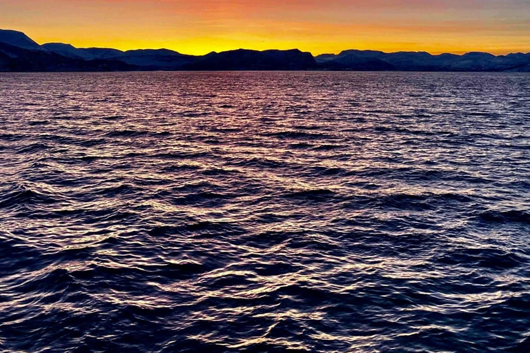 Tromsø: Summer Evening Cruise with Activities