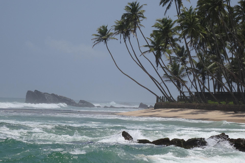 Sri Lanka: 3-daagse natuurtour met regenwoud, safari