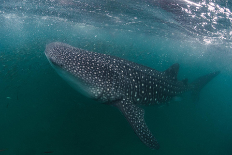Zanzibar: Mafia Island Whale Shark Day Trip from Zanzibar Private tour