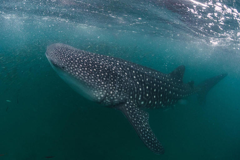 Zanzibar: Mafia Island Whale Shark Day Trip from Zanzibar Private tour