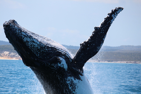 Hervey Bay: Half-Day Whale Watching Cruise Hervey Bay: Half Day Exciting Whale Watching Adventure