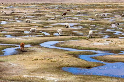 Colca Canyon-utflykt 2 dagar med slut i Puno