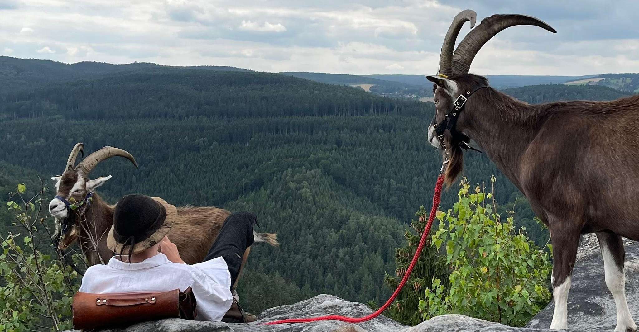 Climb the mountains together with goats - Housity