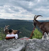 Climb the mountains together with goats - Housity