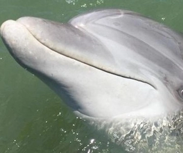Hilton Head Island: Bootstour zur Delphinbeobachtung am Tag