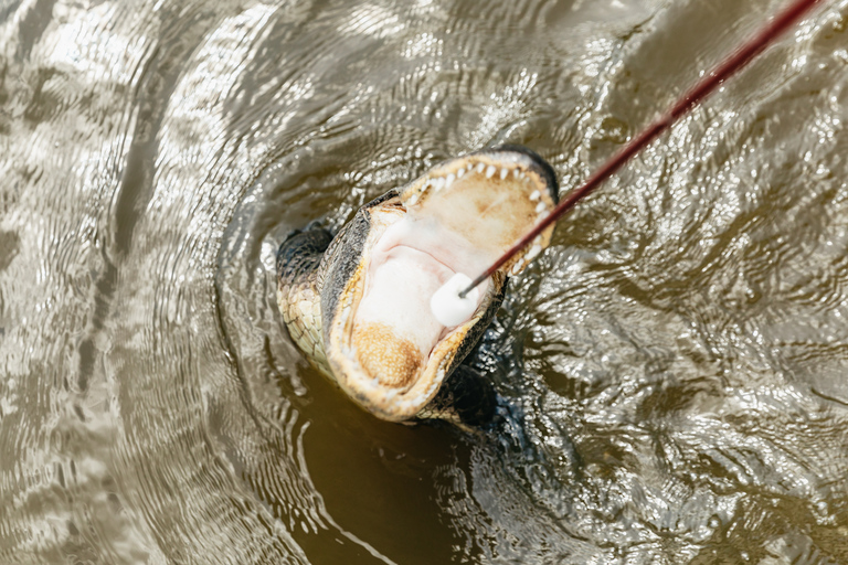 New Orleans: Swamp &amp; Bayou Boat Tour with Transportation