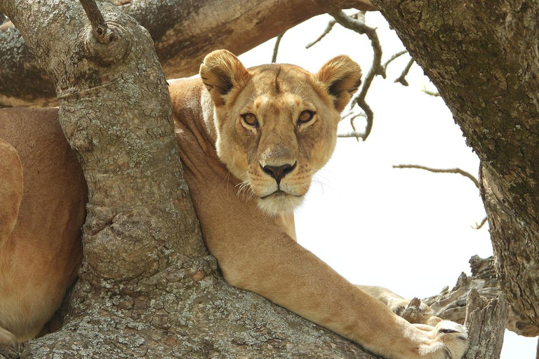 桑给巴尔：乘飞机前往塔兰吉雷和恩戈罗恩戈罗火山口野生动物园