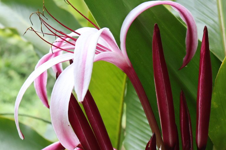 华图尔科：滑索冒险与异域花园之旅，并参观观景台