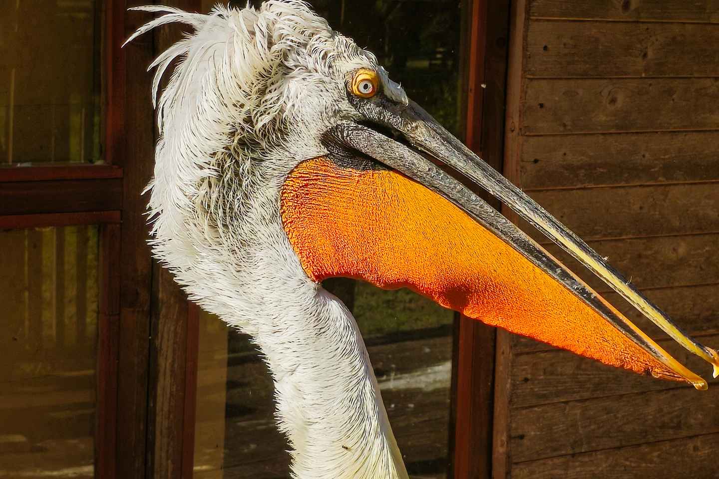 Excursion en bateau à Divjaka et Karavasta depuis Durrës