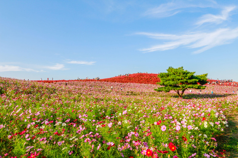 Ibaraki Shrine、Seafood Market、Flower Sea Day TourWyjście Shinjuku West