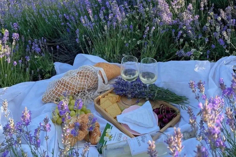 Provence: Valensole Lavender Fields Guided Full-Day Tour