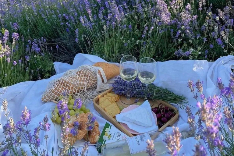 Provence: Valensole Lavender Fields Guided Full-Day Tour