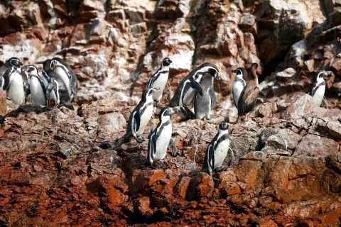 Paracas Eilanden & Huacachina Oase in Ica-Avontuur&WildlifeParacas-Ica-dagtour: dieren in het wild en avontuur