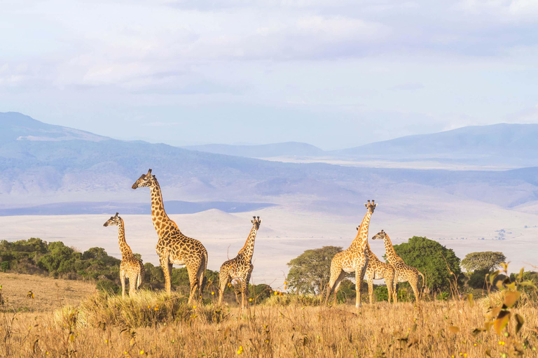 塔兰吉雷国家公园和恩戈罗恩戈罗保护区 2 日游。塔兰吉雷国家公园和恩戈罗恩戈罗火山口 2 日游。