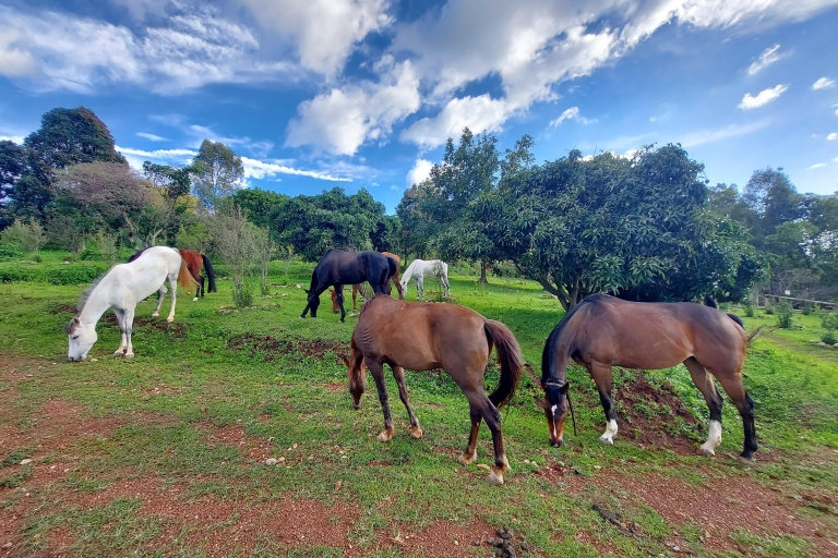 Galope con gracia, Aventura a caballo en el monte Kigali