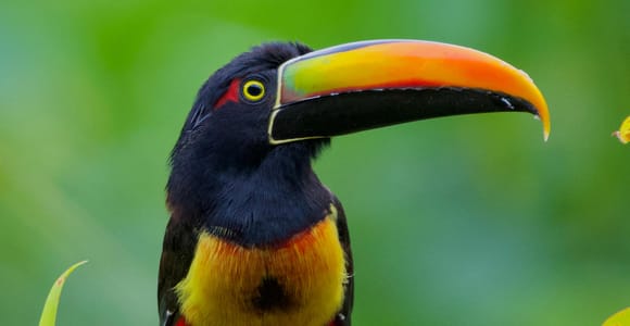 Manuel Antonio National Park: Guided Tour with a Naturalist