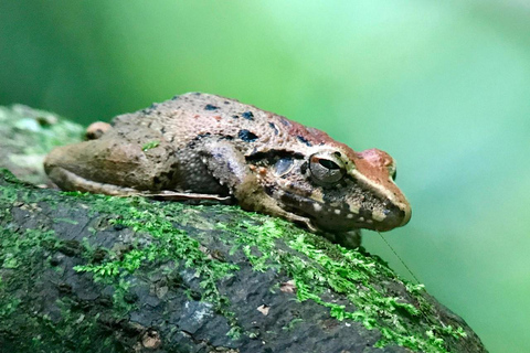 Quepos: Rainmaker Park Guided Tour with Transfers