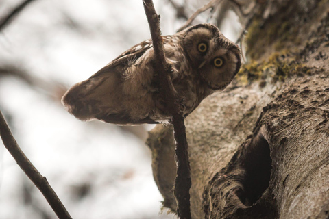 Bird Watching tour in Natural Park near Riga (Latvia)