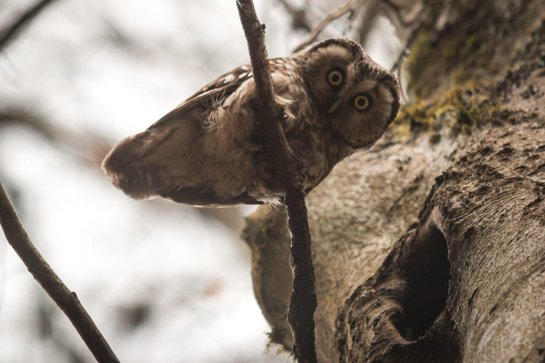 Bird Watching tour in Natural Park near Riga (Latvia)