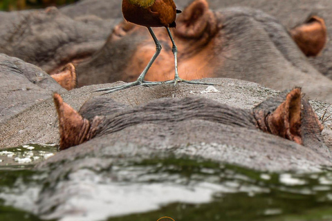 Uganda 10-dniowe safari wśród dzikich zwierząt i naczelnych.