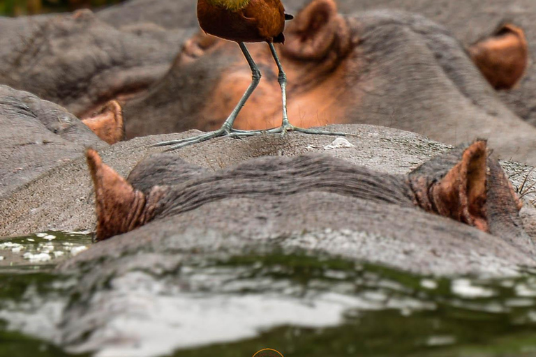 Safari salvaje y de primates de 10 días por Uganda.