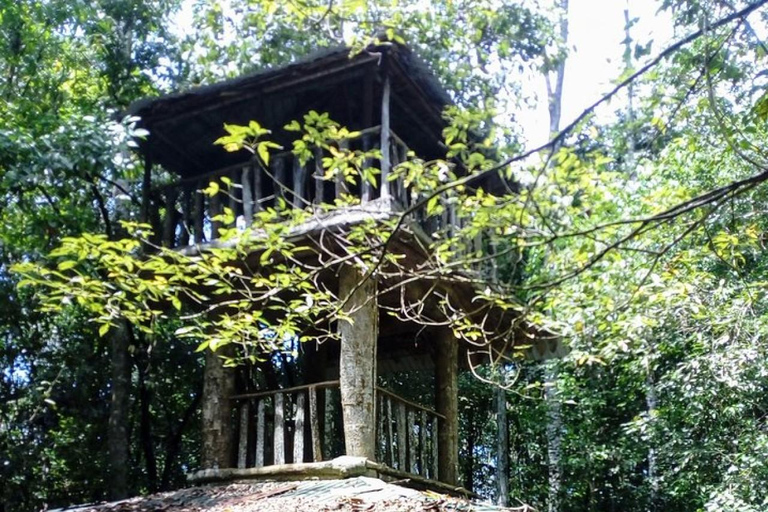 From Colombo: Kanneliya Rainforest Waterfalls Tour with Swim