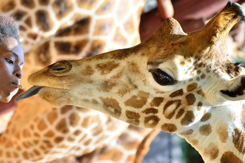 David Sheldrick Elefantenwaisenhaus und Giraffenzentrum Tour