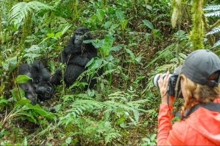 Uganda: 20-dagars safari med Gorilla Trekking &amp; Rafting