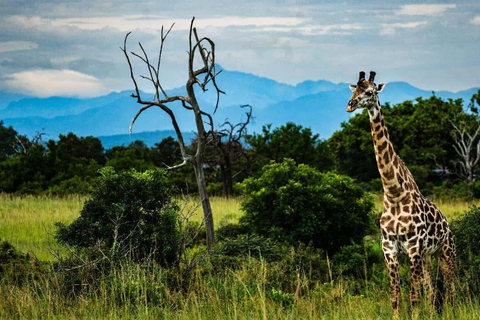 From Zanzibar: Mikumi Safari Day Trip with Flights and Lunch Mikumi Shared Safari without hotel transfer