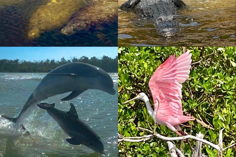 Naples, FL: Manatee, Dolphin, 10,000 Islands Beach Eco Tour Small Group Tour with up to 6 People