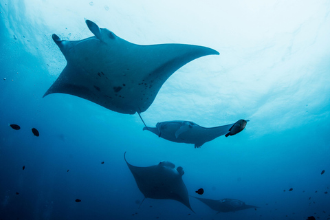 Bali/Nusa Penida: Manta Point Snorkel Boat & West Coast Tour From Bali | Shared Snorkeling & West Coast Group Tour