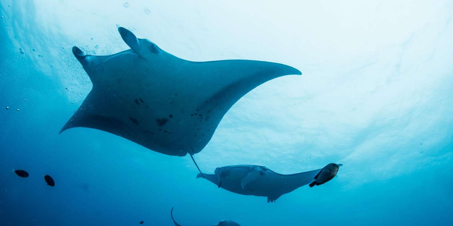 Bali/Nusa Penida: Manta Point Snorkel Boat & West Coast Tour
