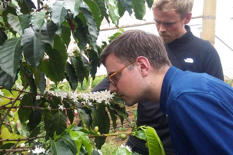 MEDELLÍN: HALVDAGSUTFLYKT TILL KAFFE PÅ LOKAL FAMILJEJORDBRUK