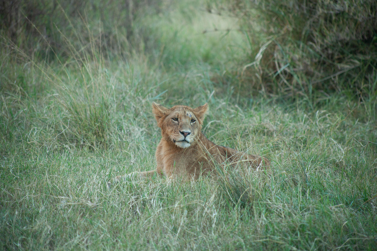 6 - Days Northern Serengeti Wildebeest Migration safari Serengeti Wildebeest Migration safari adventure