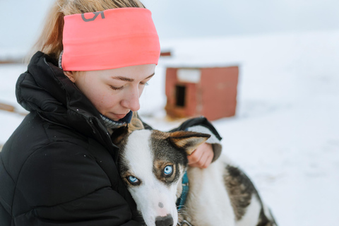 Au départ de Tromsø : expérience de traîneau à chiens avec transfertExpérience en traîneau à chiens : Circuit 1 [08h00]