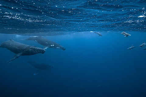 Moorea Shared Boat Tour Whale Swimming and Snorkeling Moorea 4H Shared Boat Tour Whale Swimming and Snorkeling