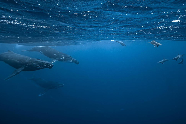 Moorea Shared Boat Tour Whale Swimming and Snorkeling Moorea 4H Shared Boat Tour Whale Swimming and Snorkeling