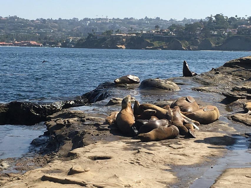 Cali Dreaming Electric Bike Tour of La Jolla & Pacific Beach GetYourGuide