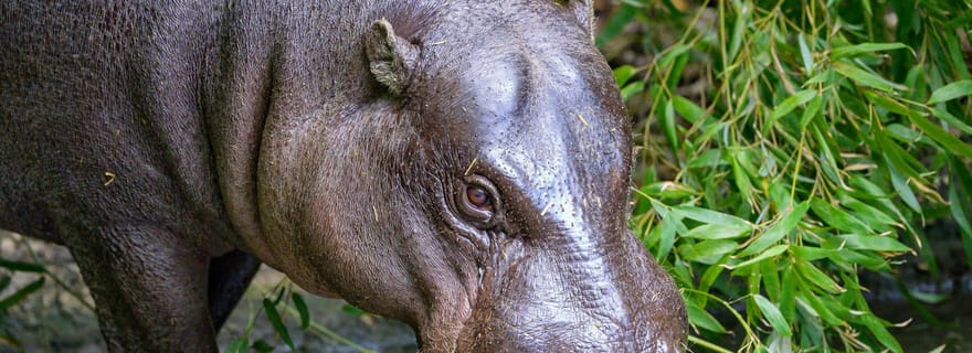 Découvrez l'île de Tiwai : Un sanctuaire de nature et de culture