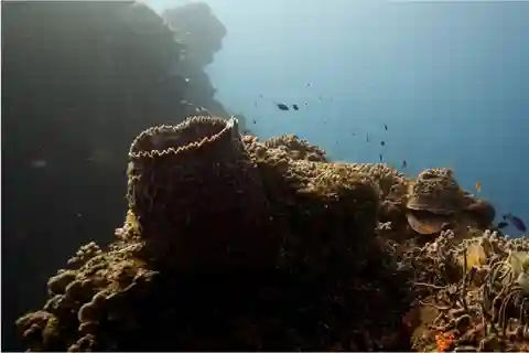 Cozumel: Ocean Dive