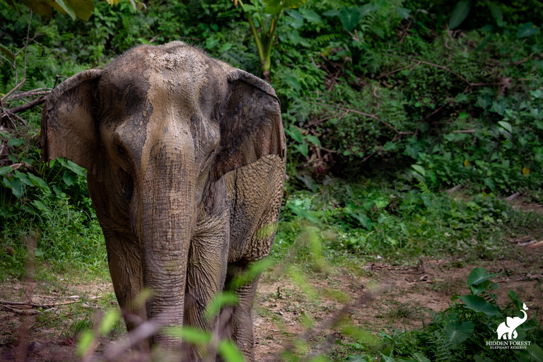 Phuket: Hidden Forest Elephant Reserve com refeição e trasladoExcursão matinal: Reserva de elefantes da floresta oculta de Phuket